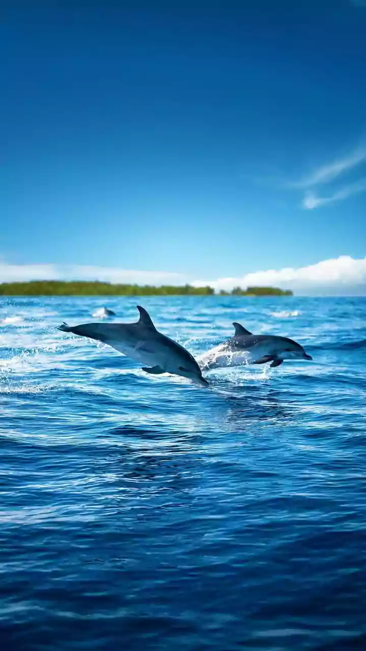 Responsible Dolphin Tourism Starts with Trained Operators and Slower Boat Speeds