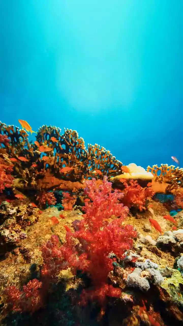 How Researchers Study Ancient Ocean Conditions Through Seafloor Samples