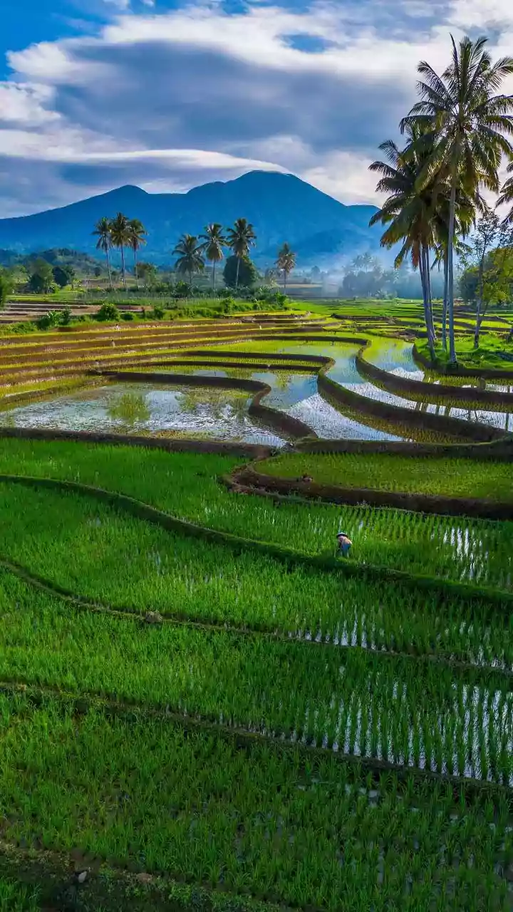 North Coastal Andhra Pradesh farmers lose ₹1,000cr to back-to-back disasters