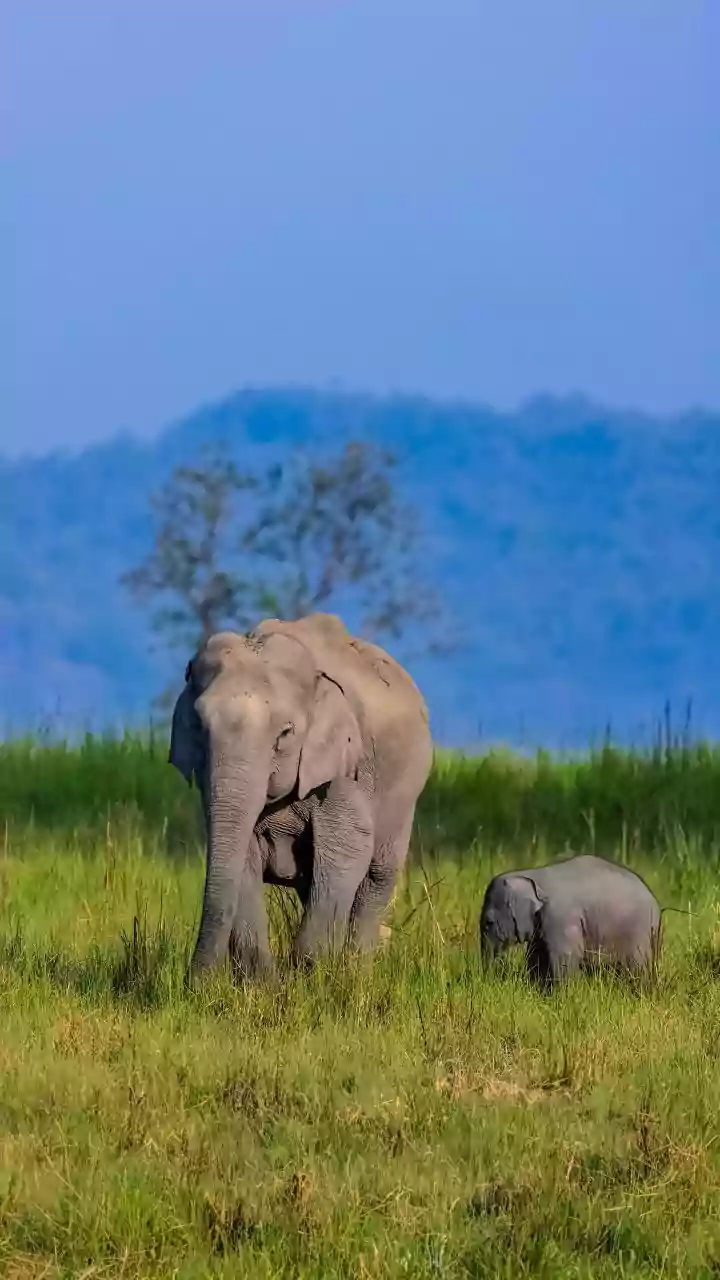 Elephant calf dies after swallowing country-made bomb, farmer held