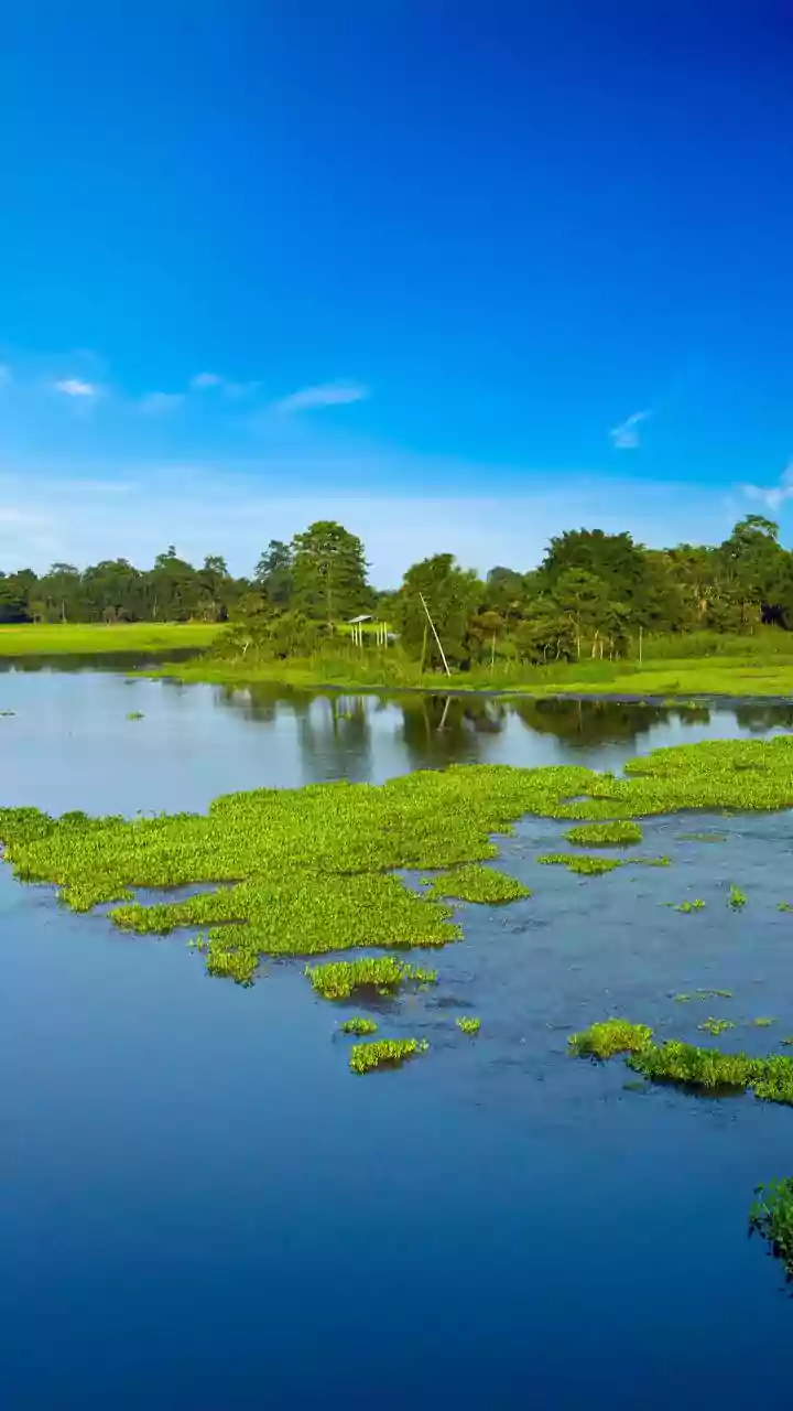 Goa’s Tourism Pull Refuses to Die As Wetlands Struggle To Survive