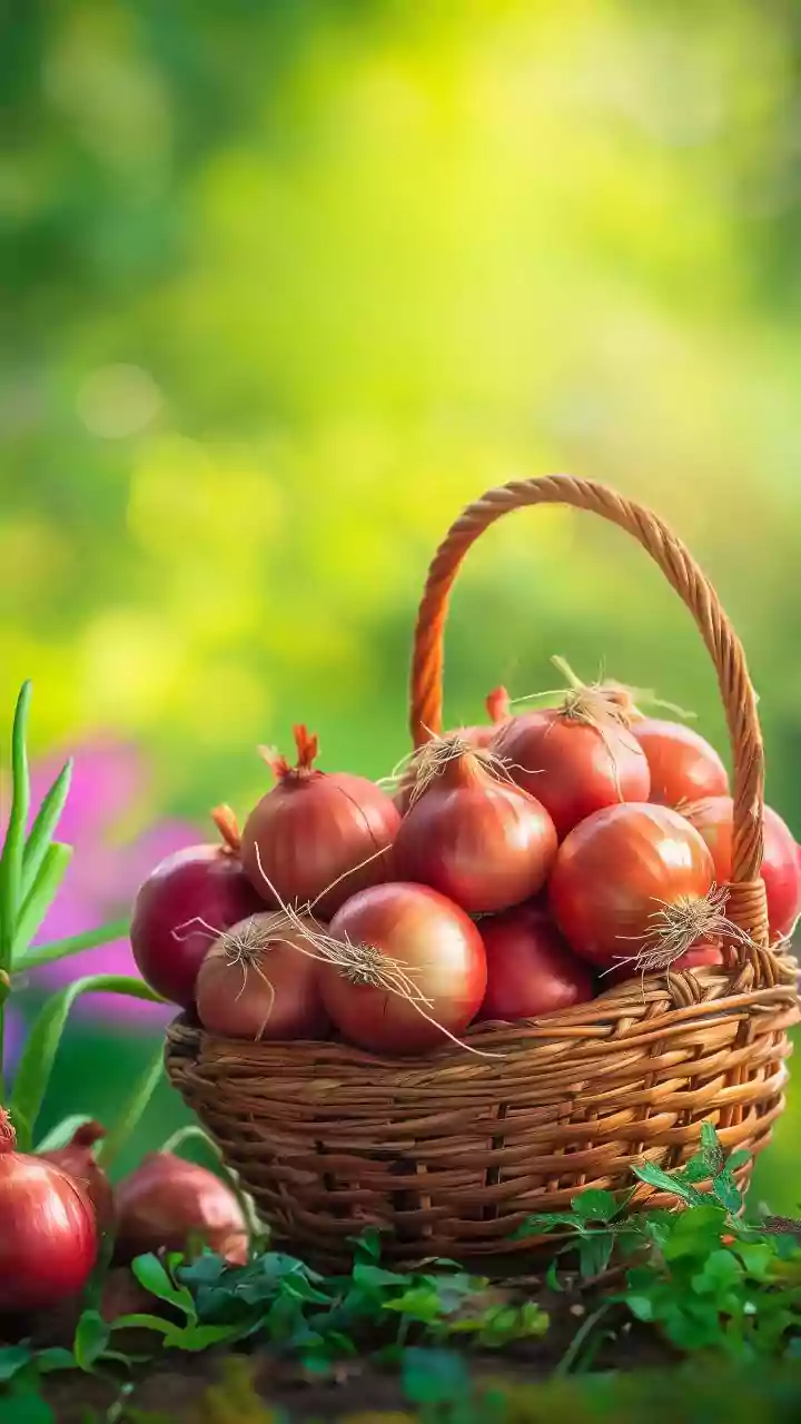 Bangladesh halts new onion import permits from India