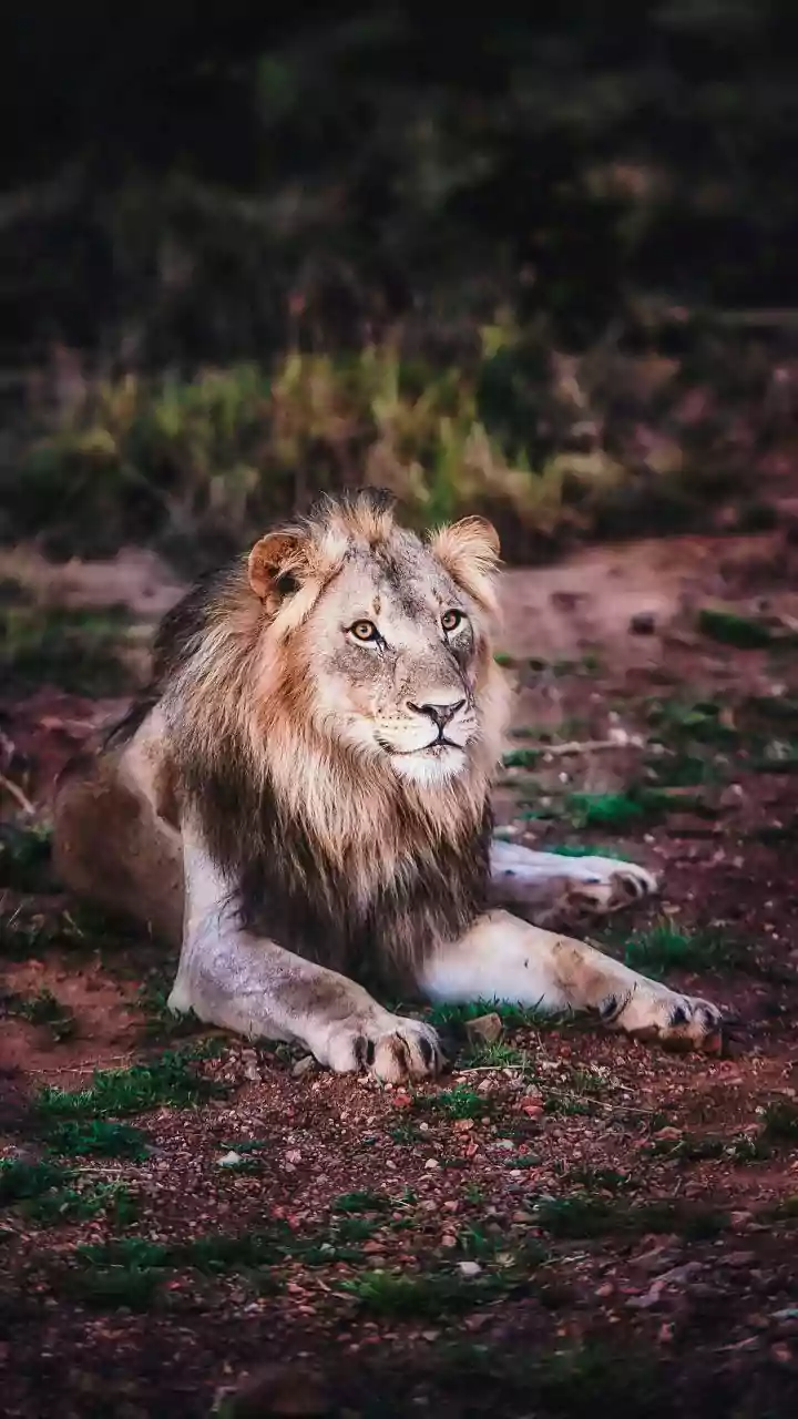 How Wild Pigs Feature in Barda Lions' Diet: Barda Lions