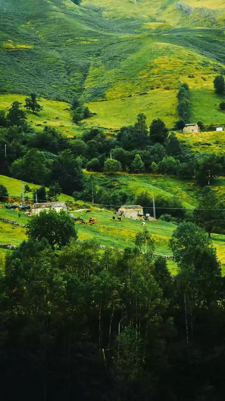 The ₹25,000 Fine Highlights the Fragility of Nilgiris Flowering Landscapes