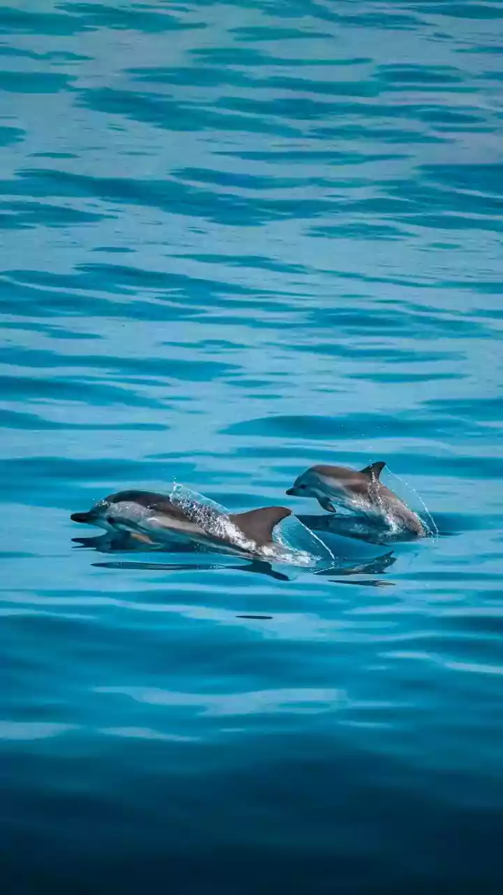 IN PICS: Dolphins Spotted In Mumbai's Worli Sea Face; Here's Top Sites To Witness The Aquatic Mammals In India