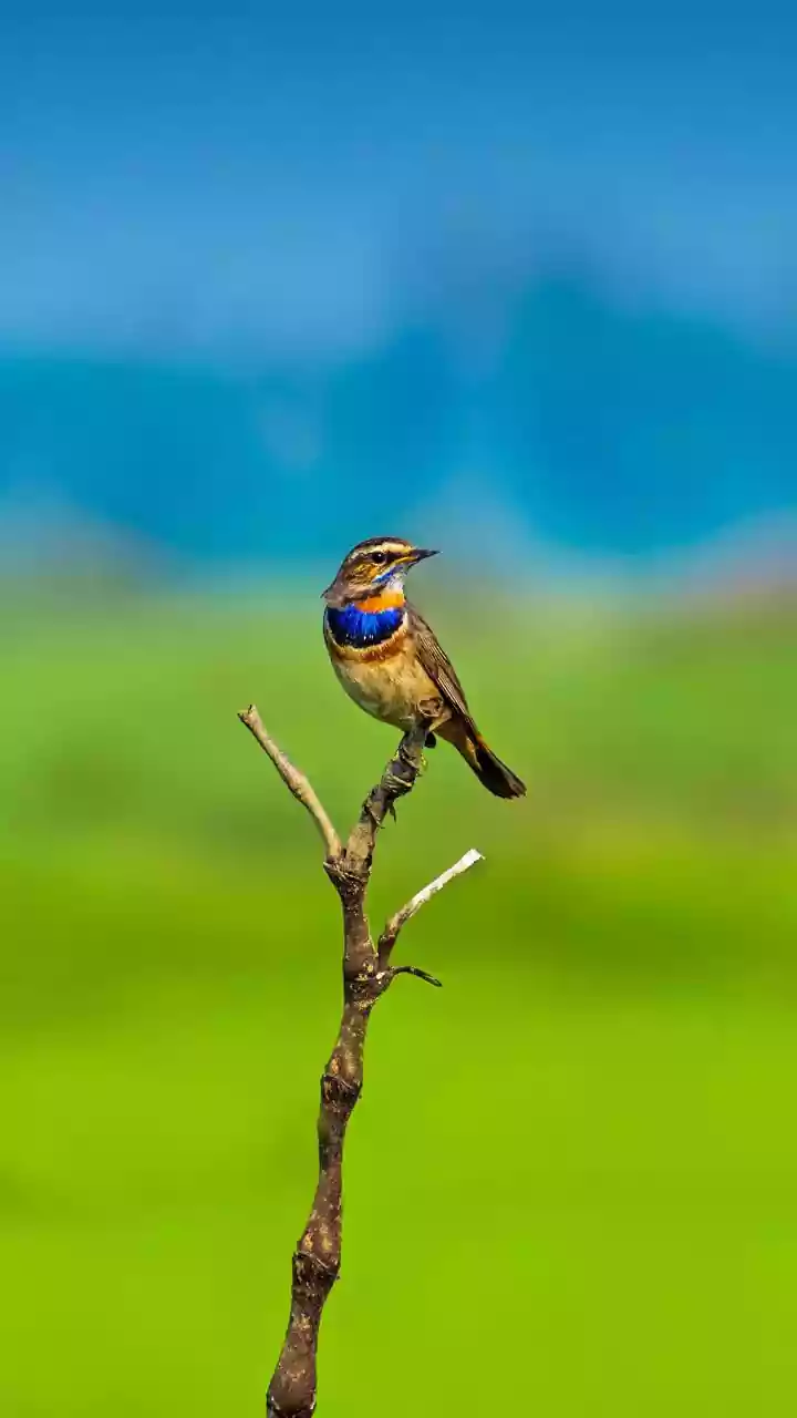 5 Birdwatching Wonders: Winter Migrants in India