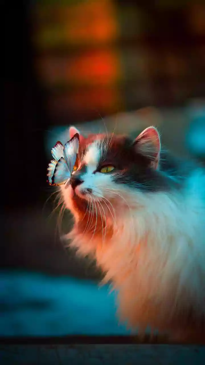 How Mumbai Secured Top Spot In Cat Ownership Data