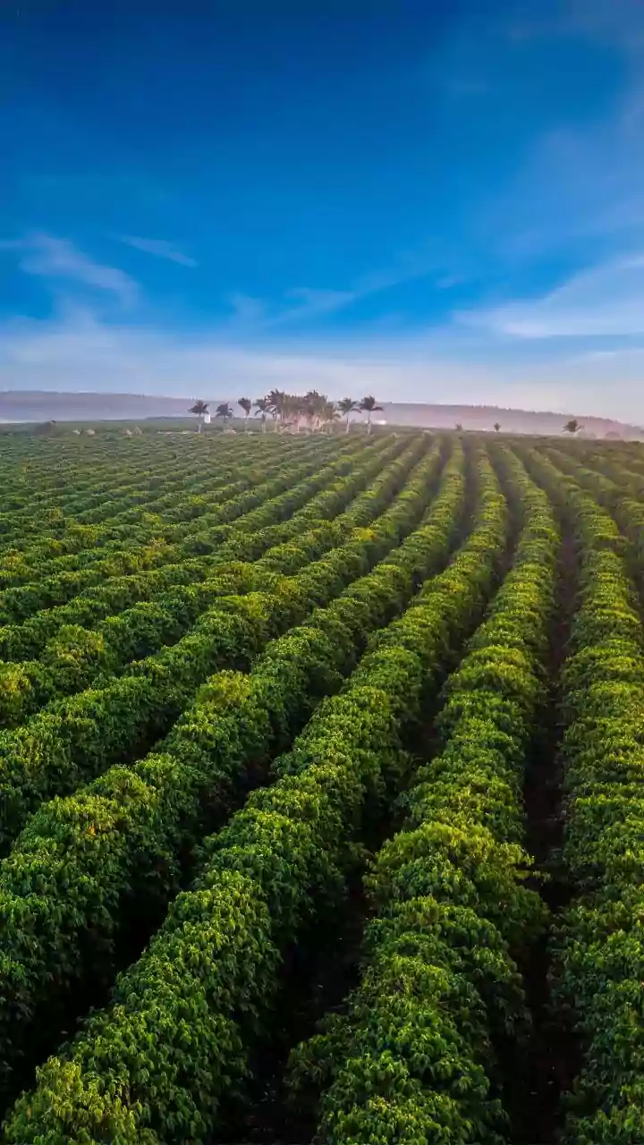 Secret Coffee Estate Stays Near Bengaluru Are Trending This Monsoon