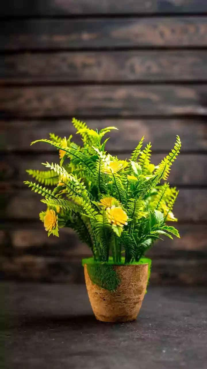 Ferns N Petals Plans Organic Growth Alongside Possible Acquisitions