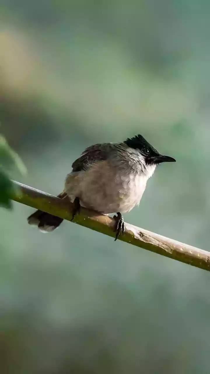 Noticing City Wildlife: Why Morning Urban Walks Offer Better Bird Spotting Opportunities Now