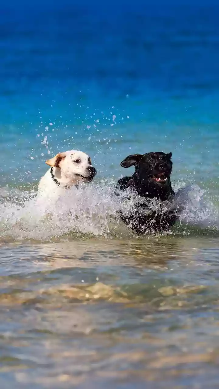 Society Pet Splash Parks Keep Urban Pups Active Safely