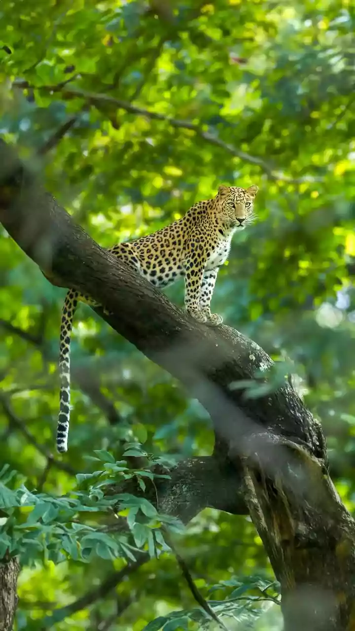 Leopard Haven: India's Top 5 Prime Spots for Unforgettable Wild Sightings