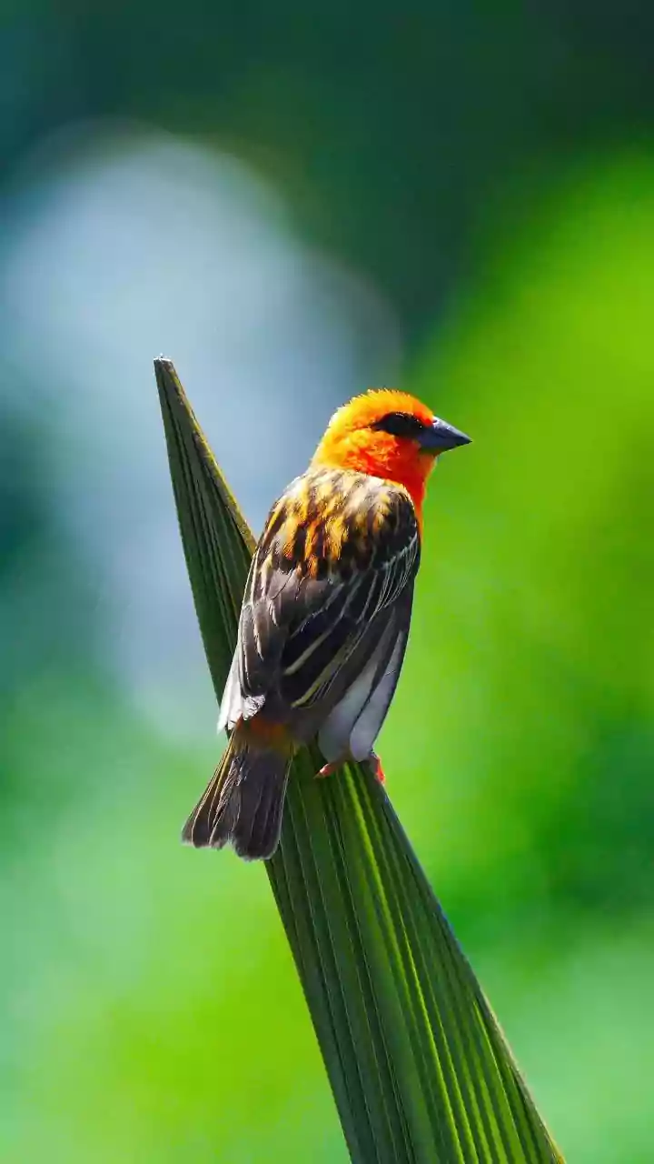 New Bird Assessment Calls for Action Across Breeding and Stopover Sites