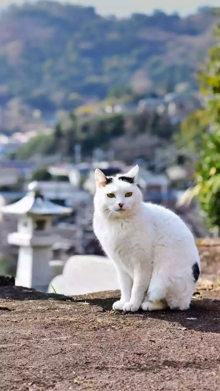 Nitama, Beloved Cat Train Stationmaster In Japan, Passes Away; Over 500 Fans Attend Funeral | Viral