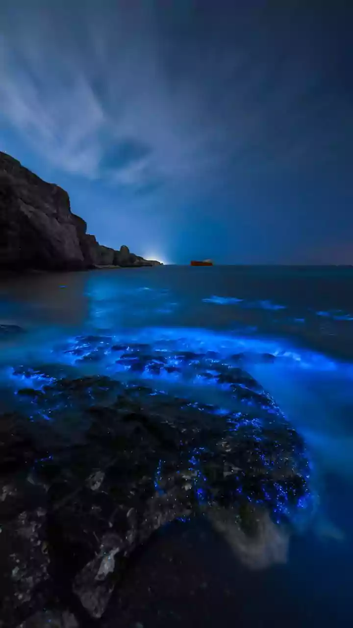 GM Glowing Plants For Streetlights: Cutting City Power Usage With Natural Bioluminescence