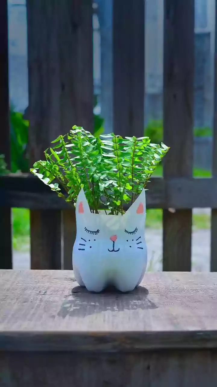 Recycle Empty Plastic Bottles To Grow Fresh Coriander At Home
