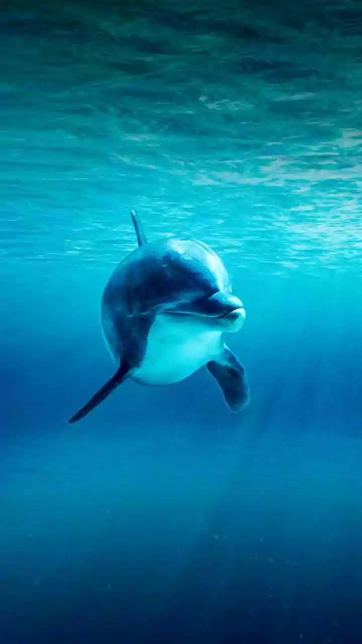 Thermal drones can track dolphin health without having to touch or disturb them