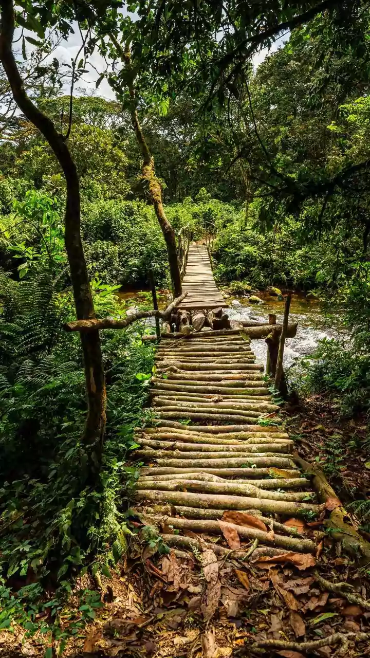 Weekend Travel Secrets: Post-Monsoon Wayanad Homestays And Bamboo Rafting On A Budget