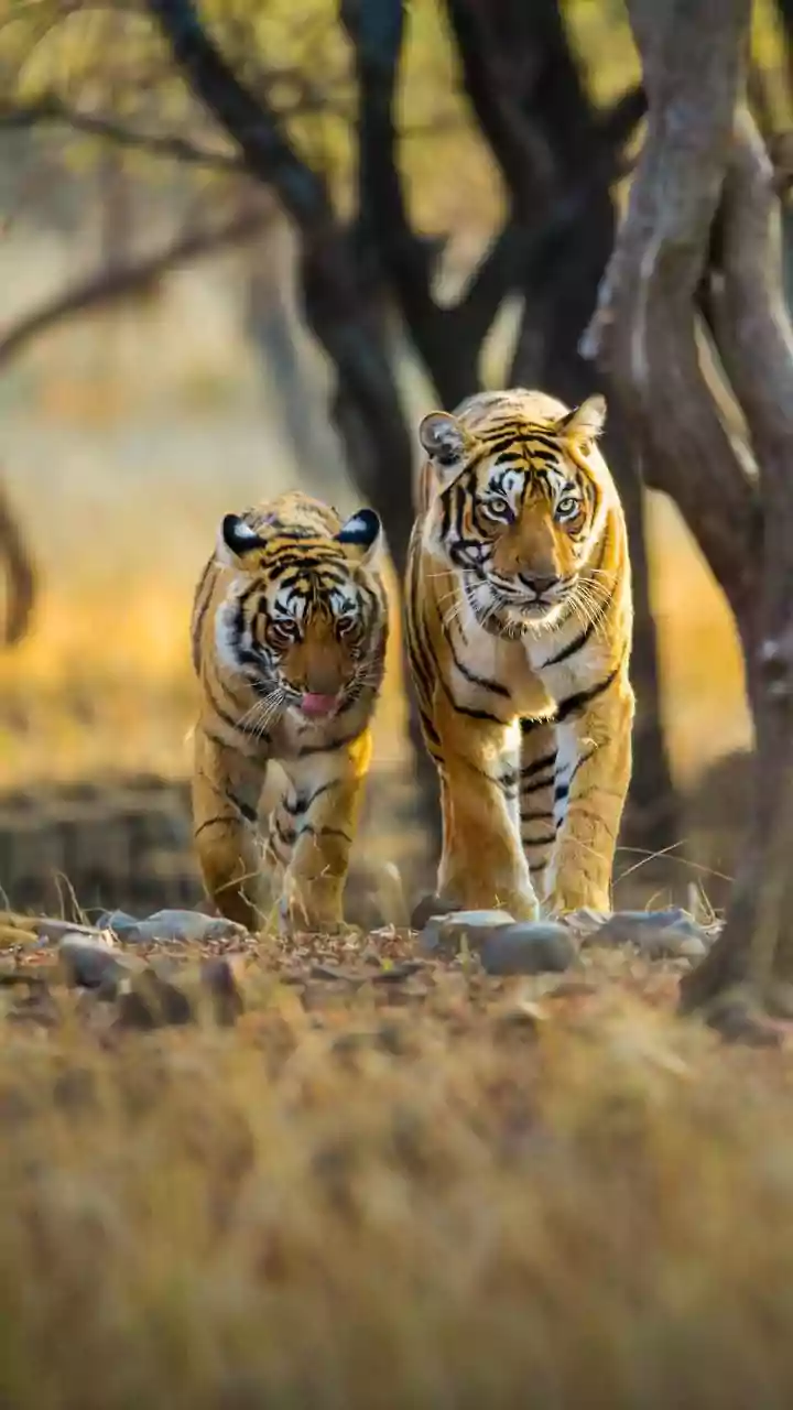 Tiger Numbers Rise as Nepal Builds Alerts, Pens and Local Partnerships