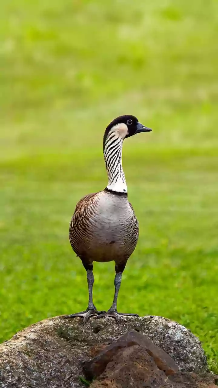 Lula sanciona lei que proíbe a produção e venda de foie gras no Brasil
