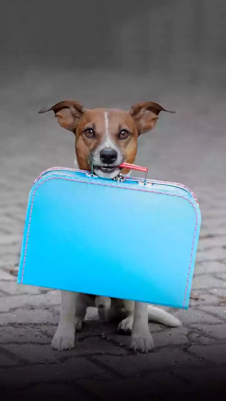 Your Pet's Ticket to Ride: Navigating Indian Railways Pet Travel Rules
