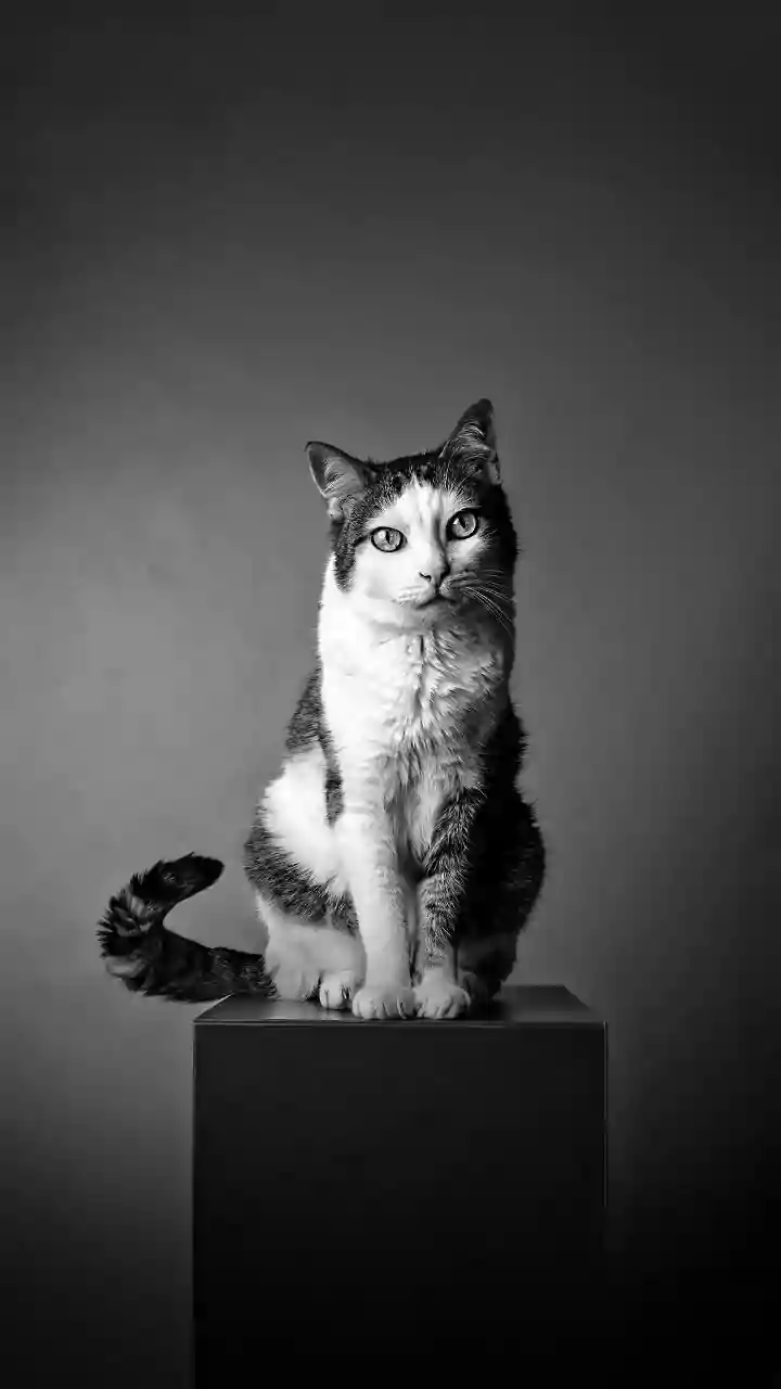 Cats became friends with humans more recently than previous estimates