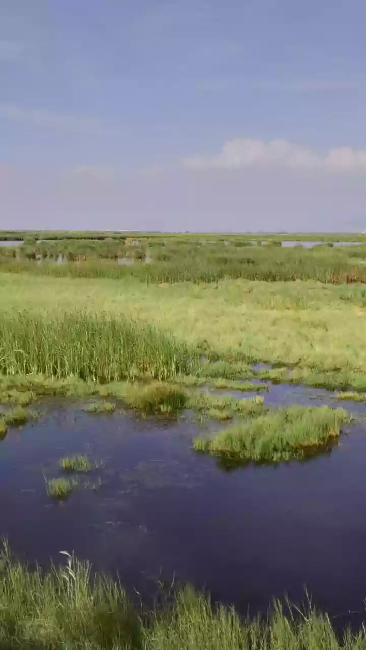 What Rajasthan's Current Monsoon Travel Surge Reveals About Wetland Breaks In Familiar Dry Landscapes