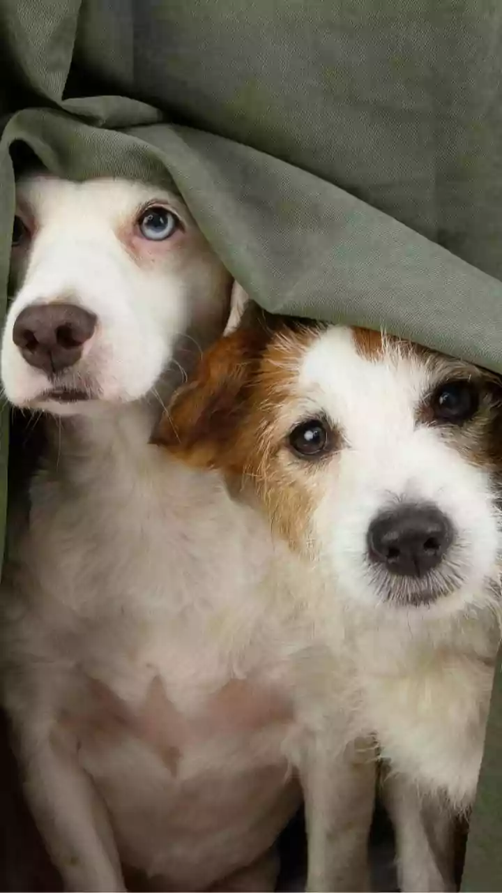 Thunder Anxiety Becomes Easier To Manage When Owners Notice It Early