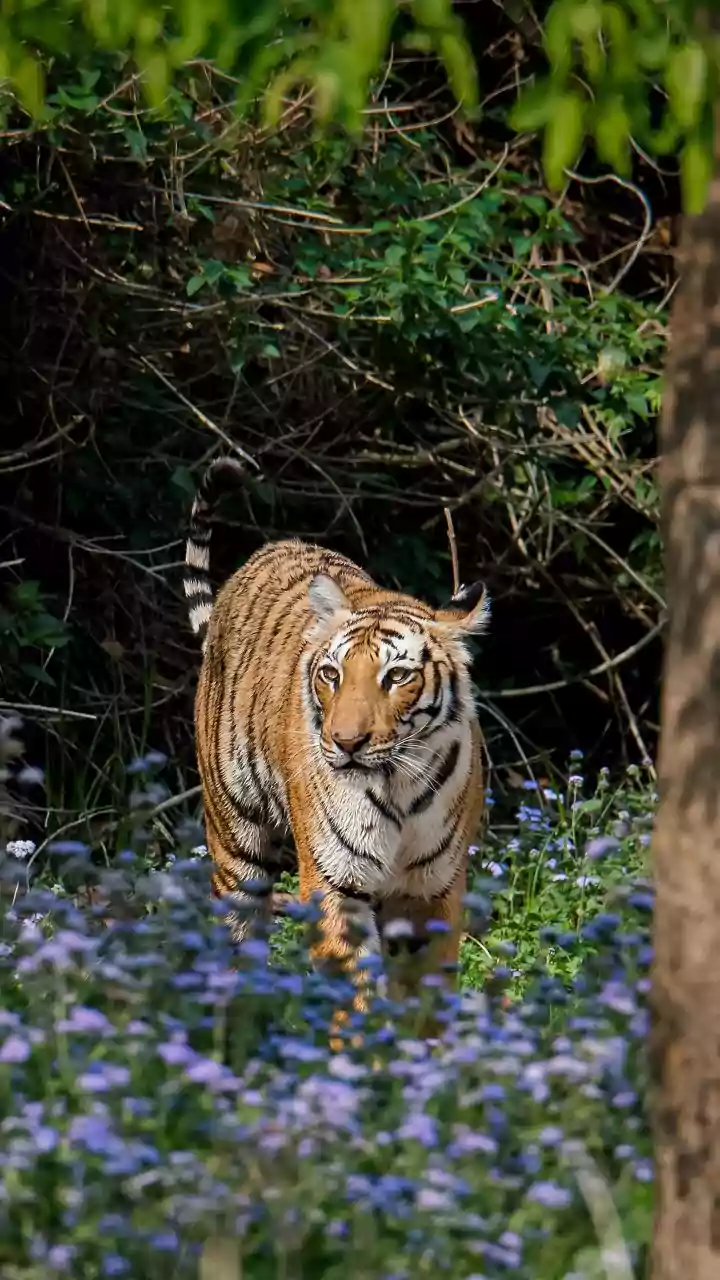 Biofencing to wildlife sterilisation centres: Uttarakhand’s multi-pronged strategy to curb wildlife attacks