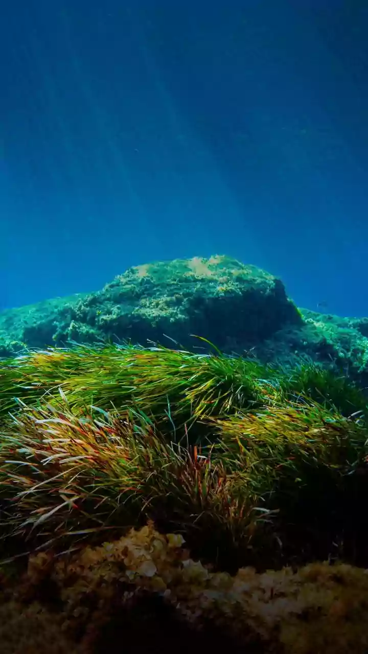 Blue Bonds Explained: How India Could Finance Water And Ocean Projects