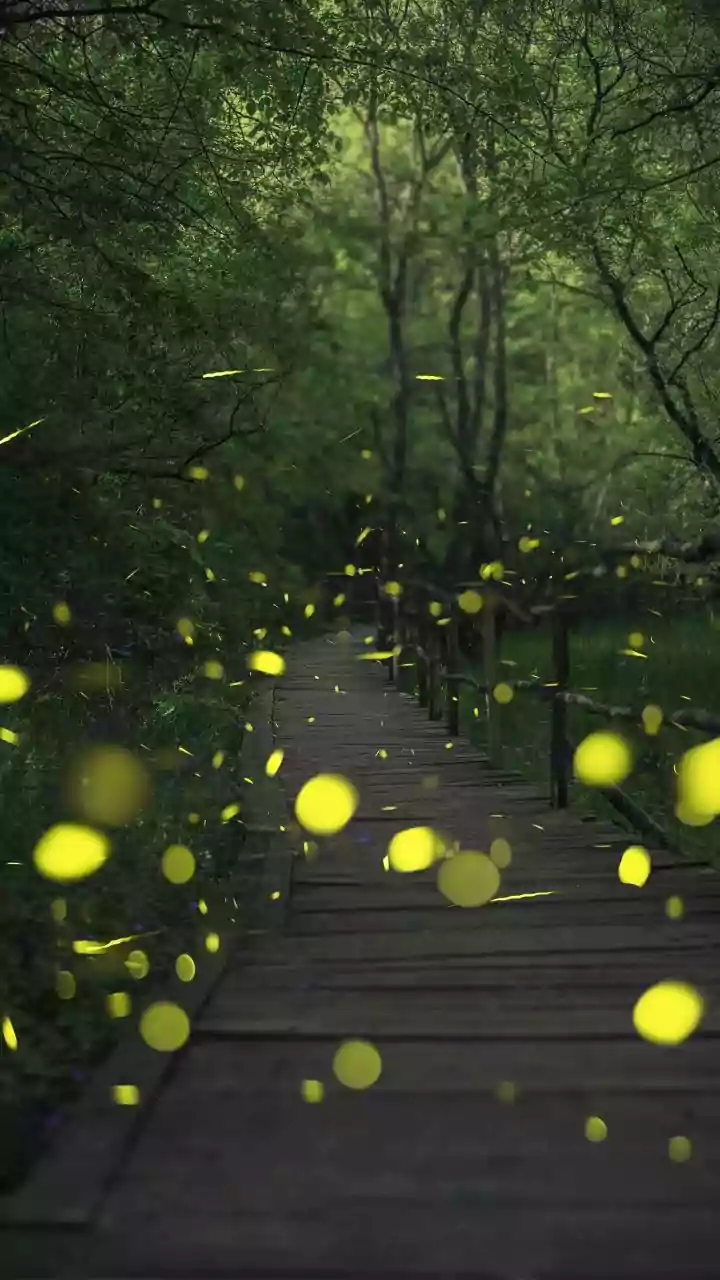 Adobe Brings Unlimited AI Images And Videos For Its Paid Users