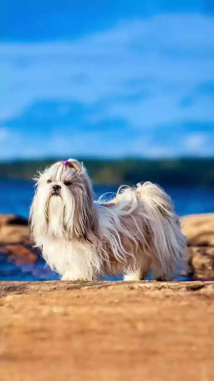 Loose fur, sunlit floors – shedding season