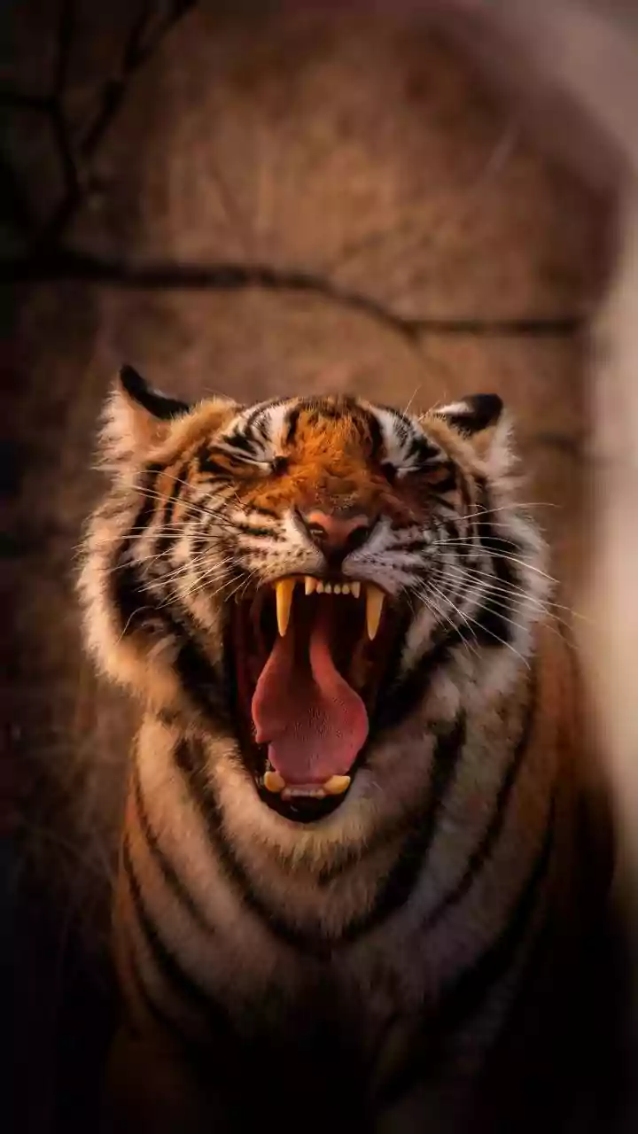 Conservation Partnerships Help Nepal Reach an Estimated 429 Tigers