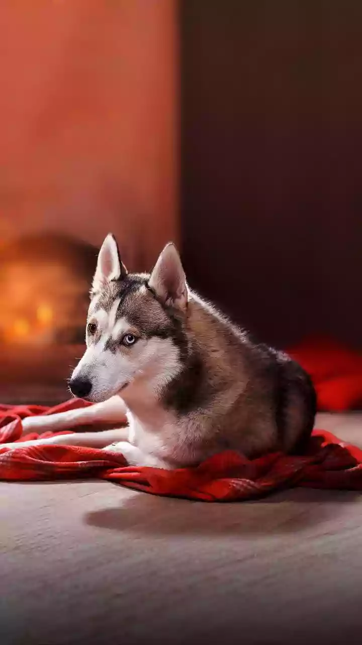 Siberian Husky's Great Escape: A Determined Dash to Daycare for Her Best Friend!