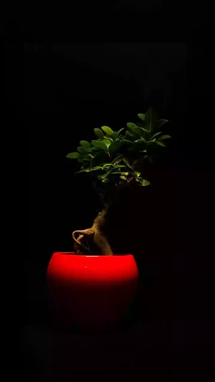 Add elegance and tranquility to your space with bonsai trees