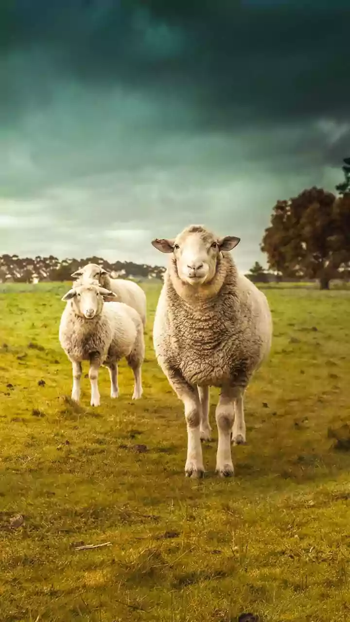The Sheep Could Improve Land Use Efficiency Around A Major Car Factory