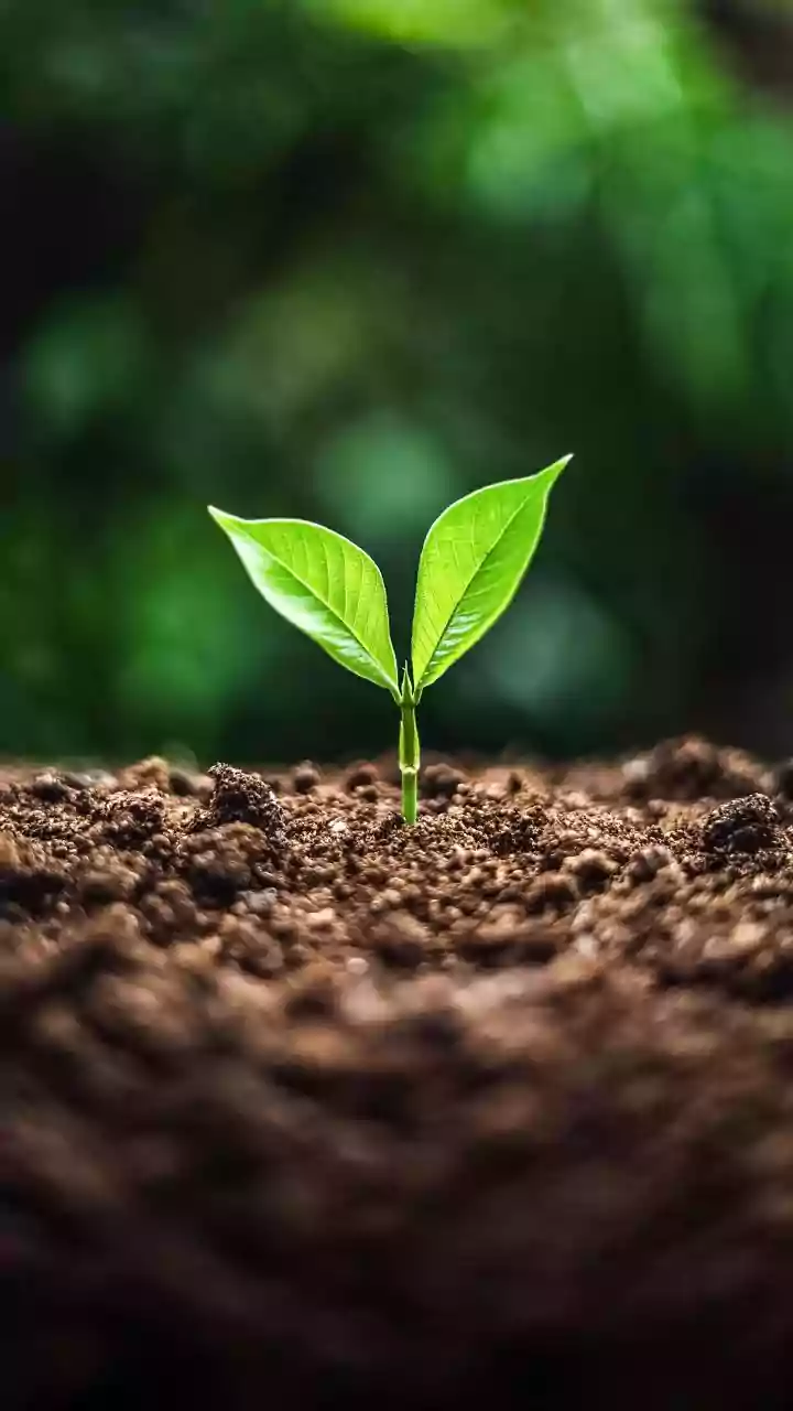 India Marks Environment Day With Trees And Big Ideas