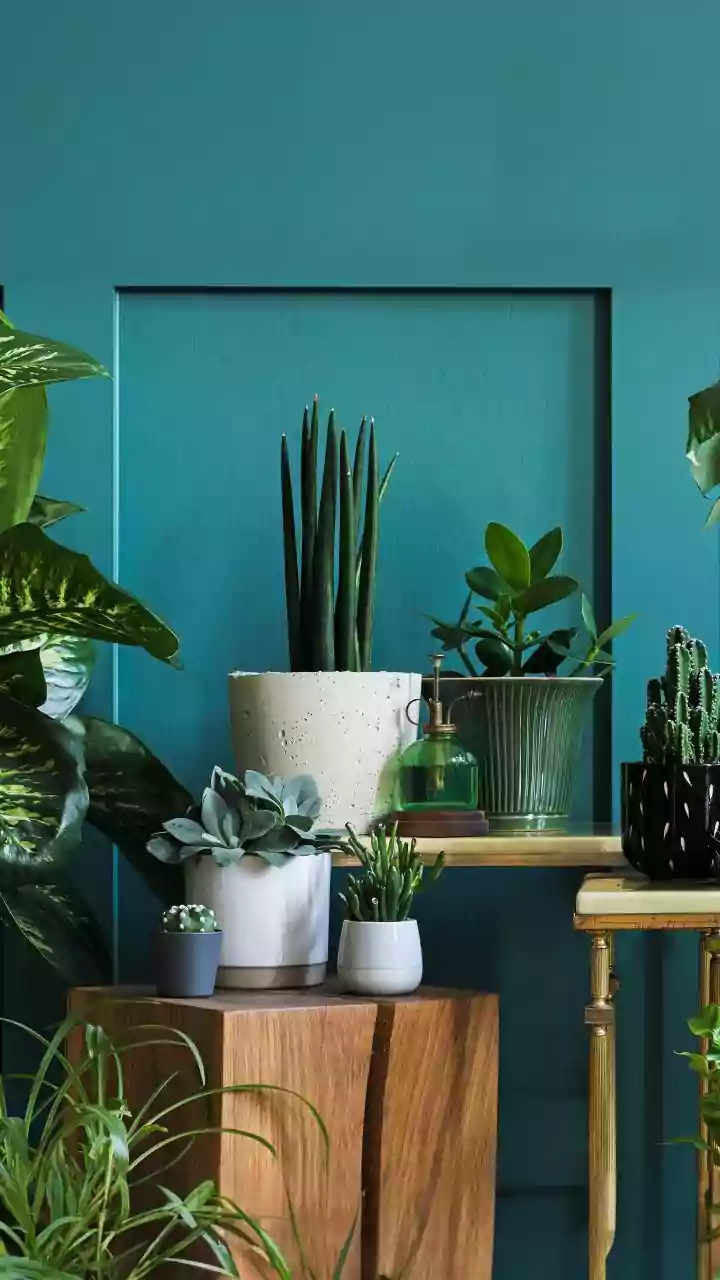 Ar-condicionado natural? 5 plantas que ajudam a deixar a casa mais fresca nos dias quentes