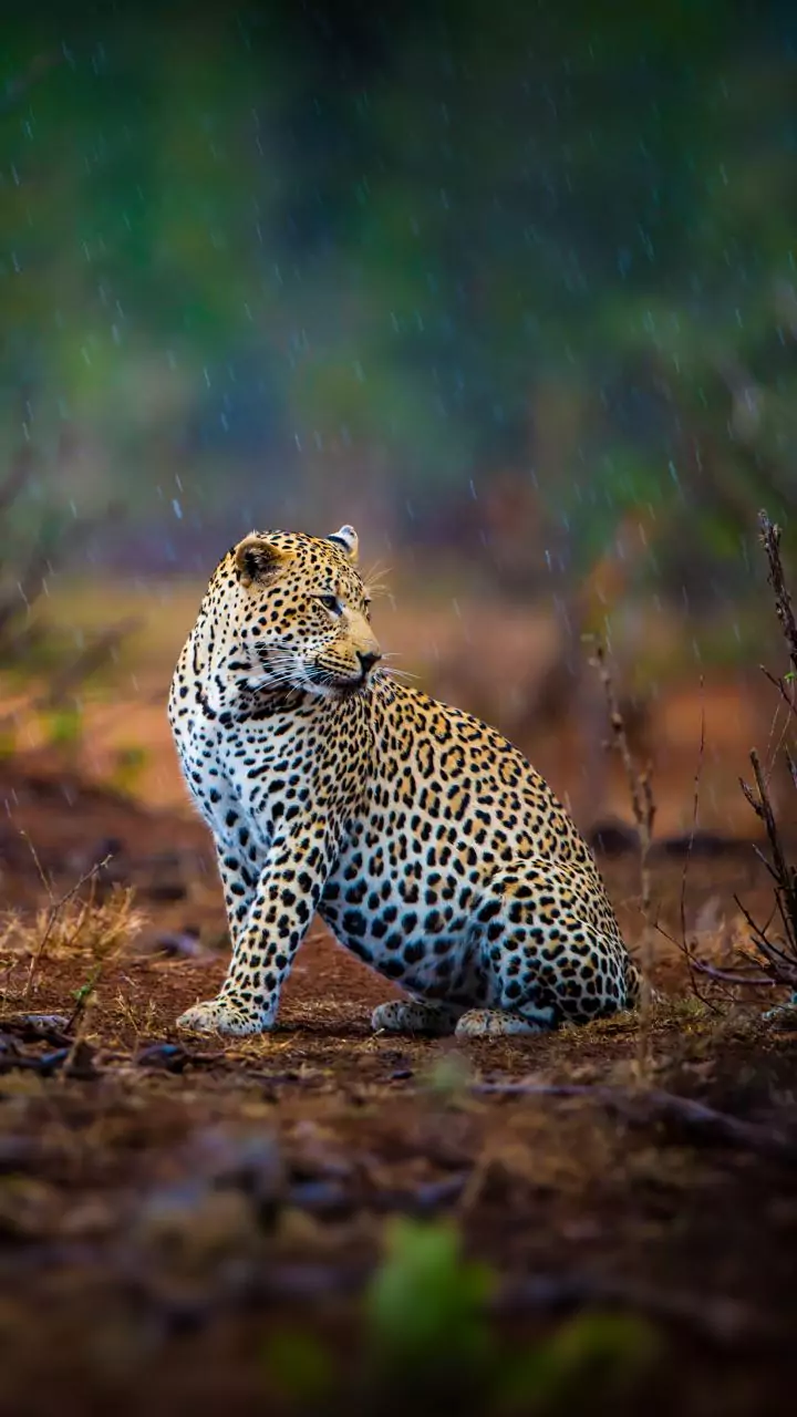 Odisha youth fights off leopard with kitchen knife, survives attack