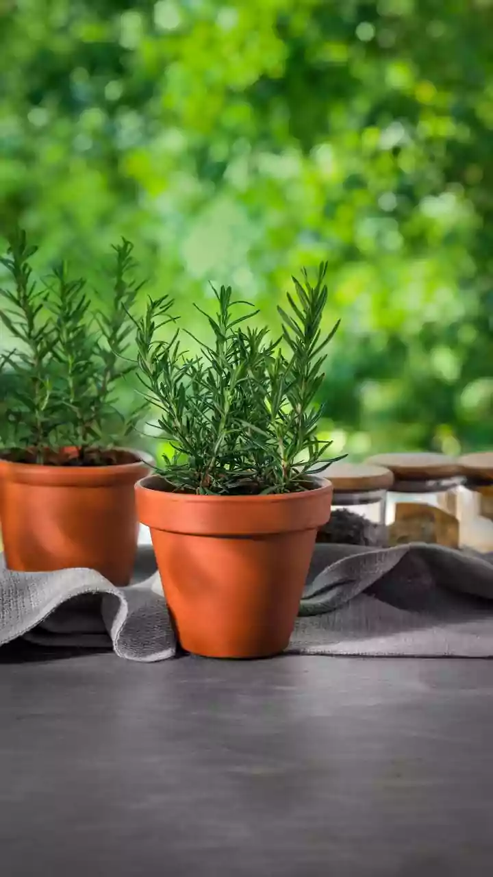 Monsoon Weather Is Helping More Apartment Dwellers Grow Fresh Kitchen Herbs