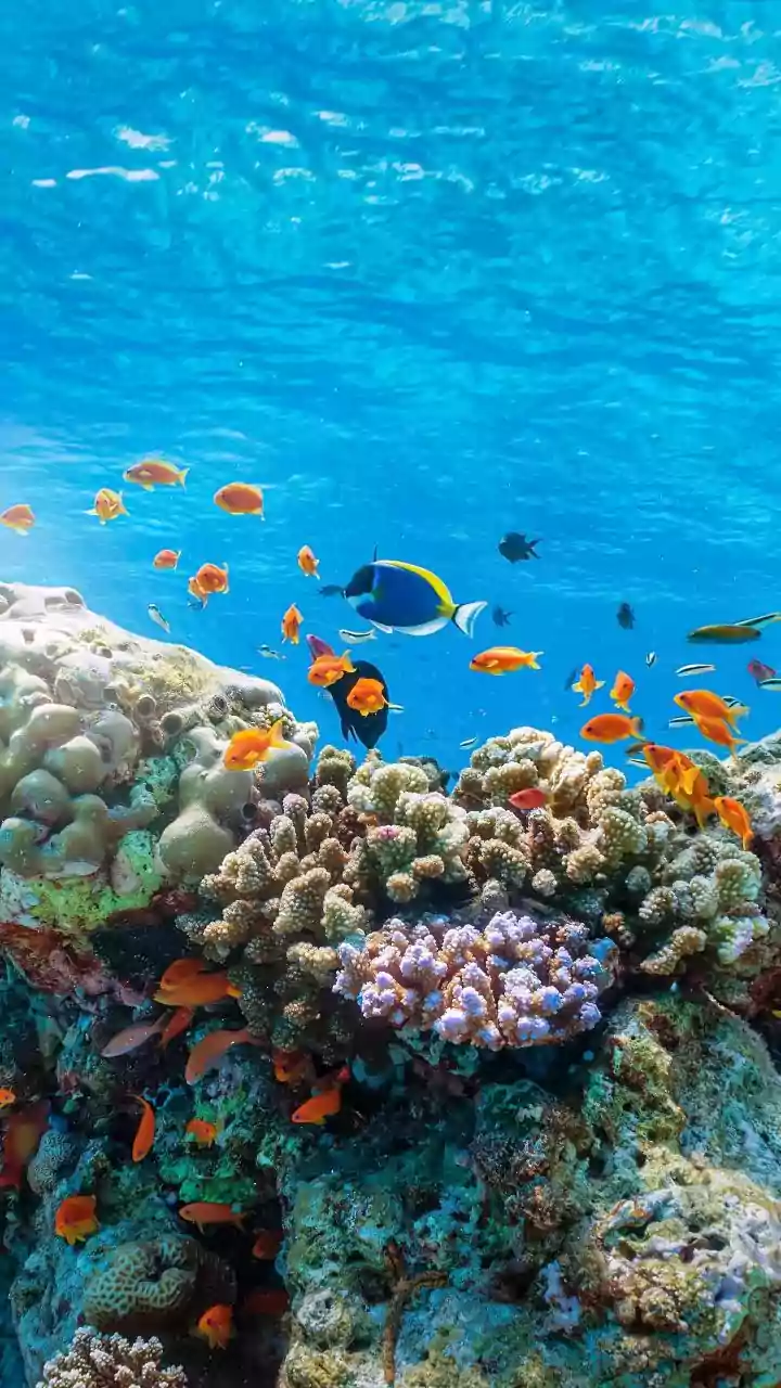 Healthy Coral Fragments Share Beneficial Algae With Bleached Tissue