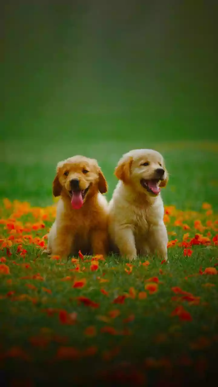 Another 100 stray dogs killed in Telangana village, toll touches 1,200, activists claim