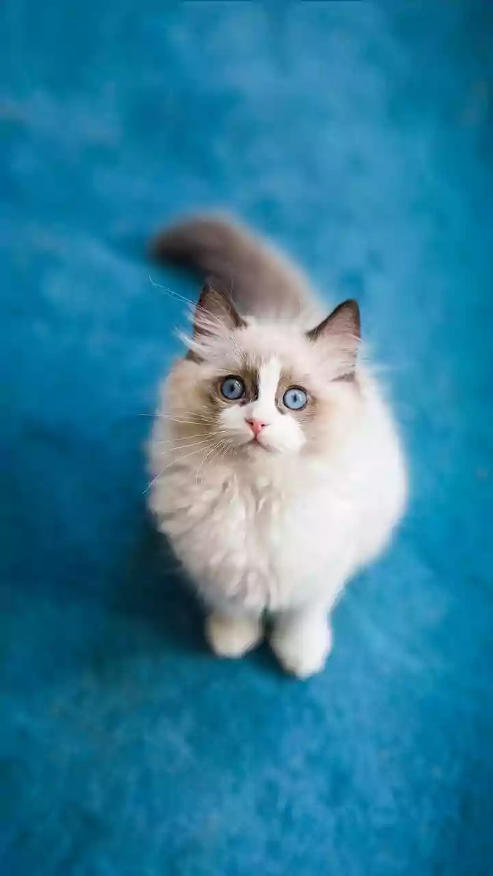 Allergy No Barrier: Viral Clip Shows Ingenious Way to Pet Your Cat with Severe Allergies