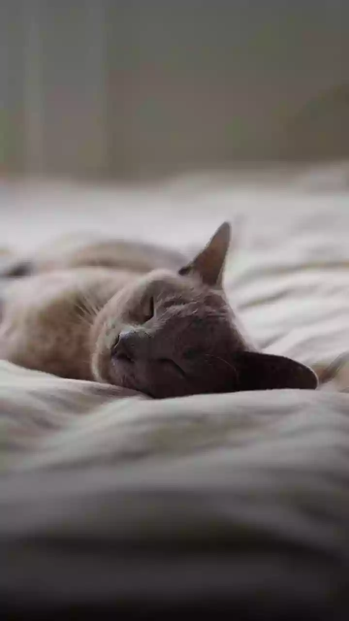 O que a ciência descobriu sobre a ligação entre gatos e redução do estresse