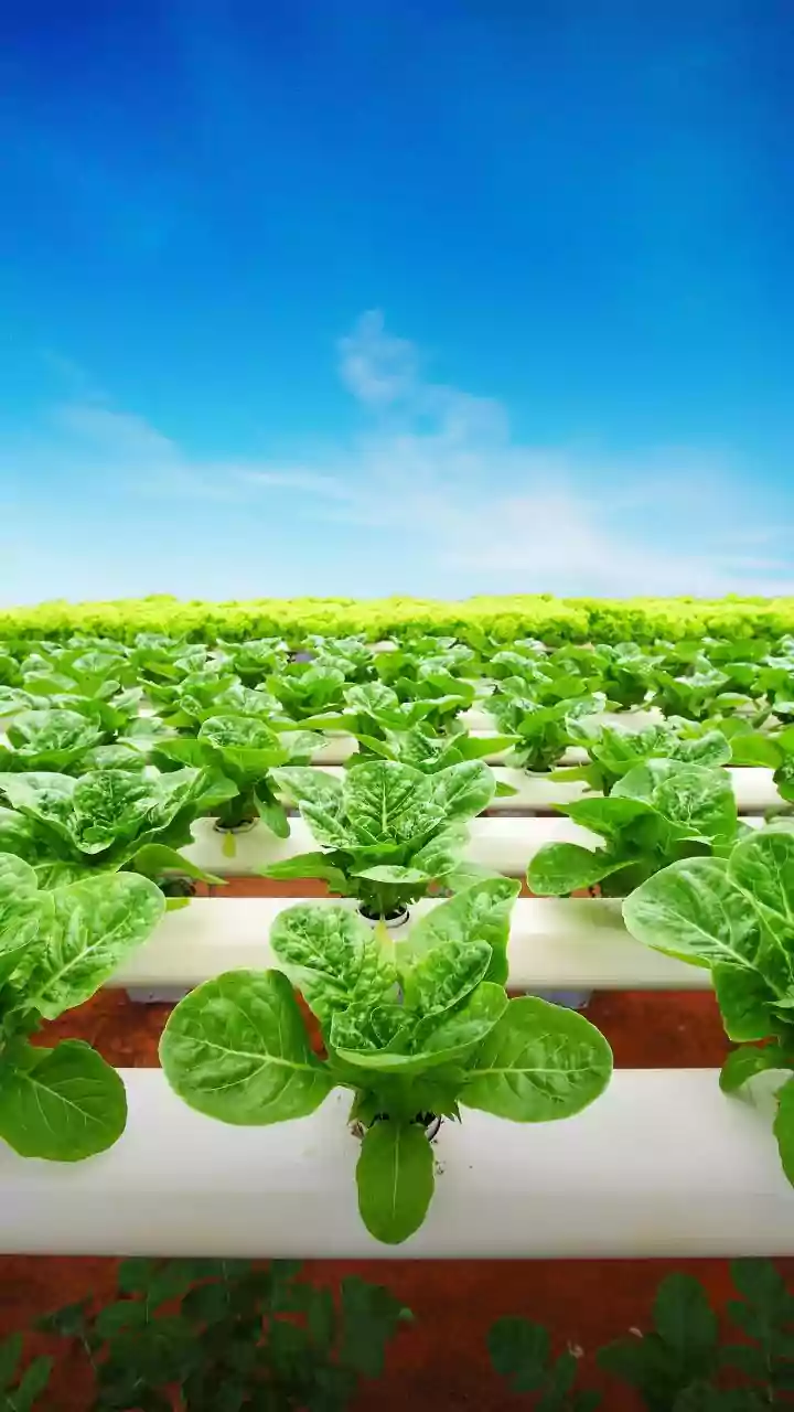 Vertical Kitchen Gardens Are The Ultimate Urban Sustainable Cooking Trend