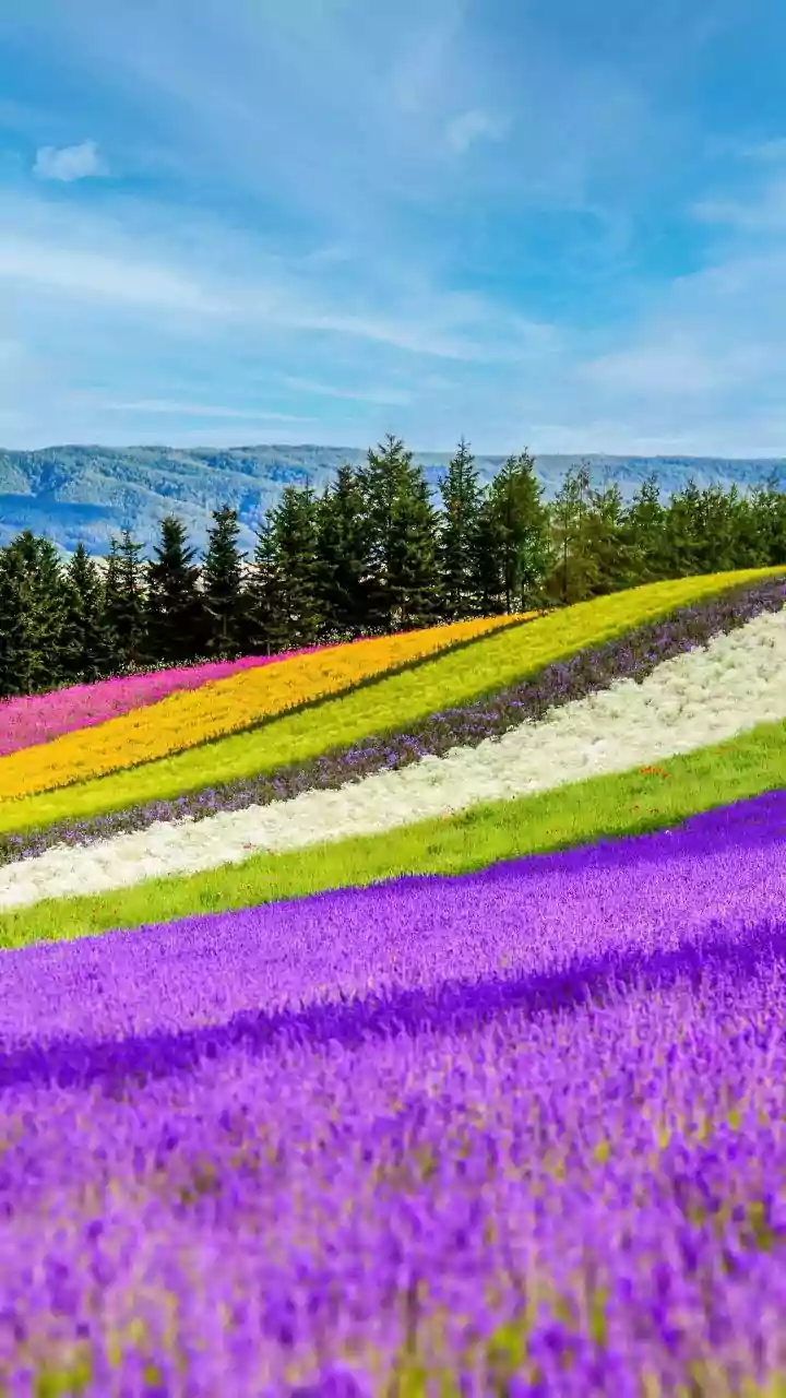 Neelakurinji's Rare Blooming Cycle Makes Protection Essential in the Nilgiris