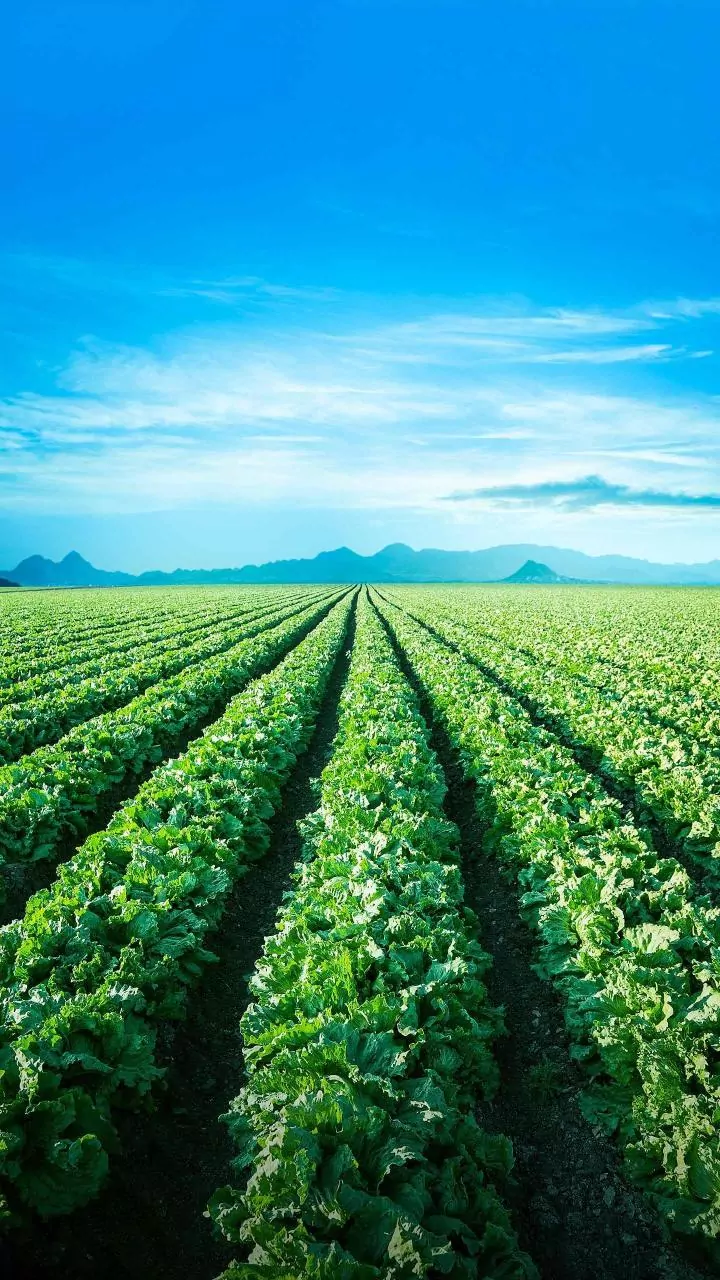 Google lines up collaborations, backs CoRover in AI push for healthcare, agriculture