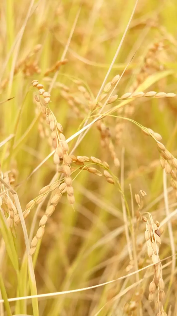 Odisha bandh over 'poor paddy procurement' evokes mixed response