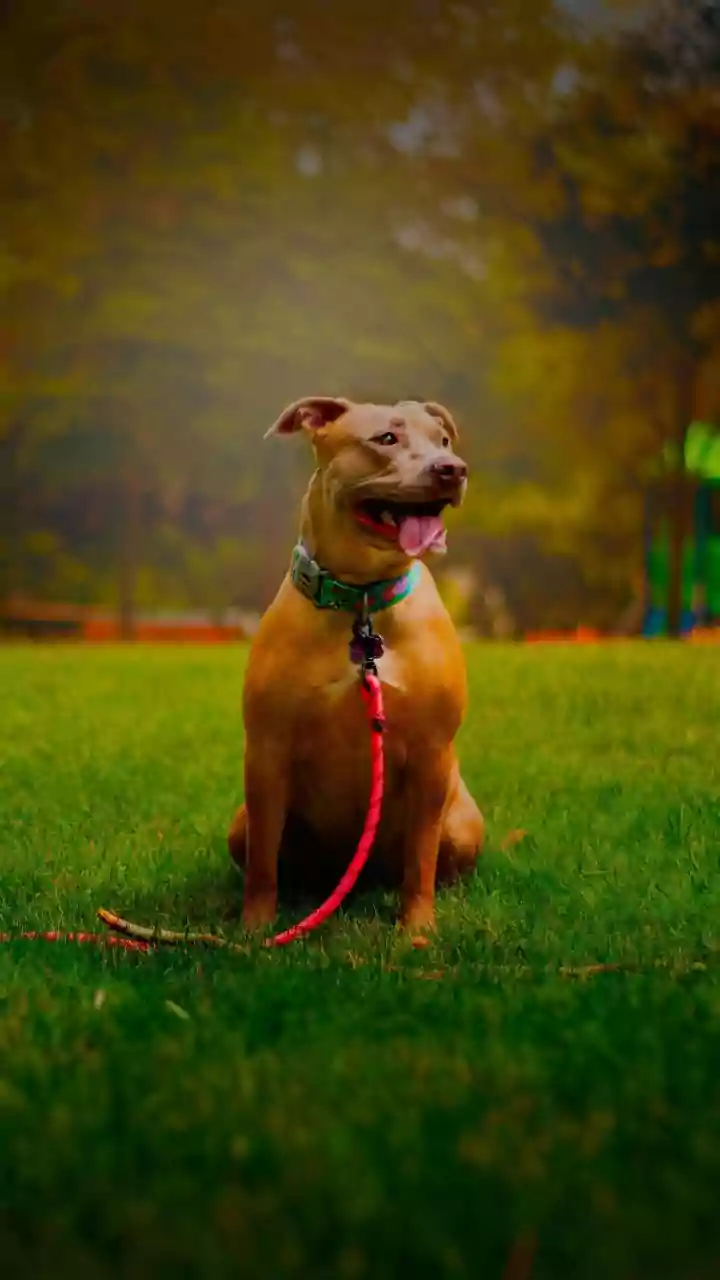 Delhi-NCR's Pet Fed 2025: A Paw-some Celebration