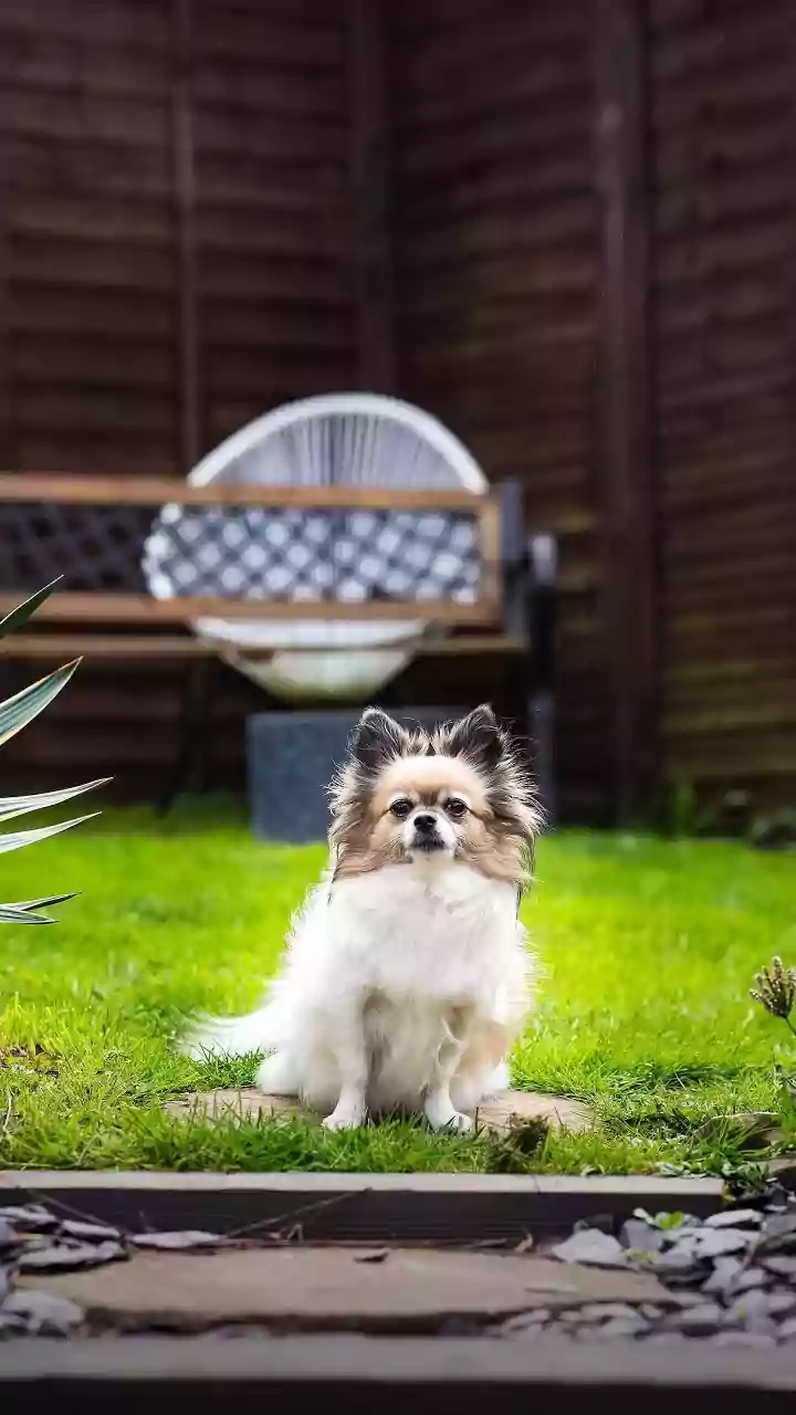 How to Check Whether a Property Has Safe Outdoor Space for Your Pet